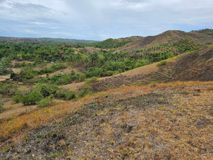 Lot For Sale In Sikatuna Talibon Bohol 25 Hectares Propertyph.net