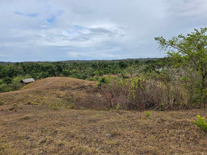 Lot For Sale In Sikatuna Talibon Bohol 25 Hectares Propertyph.net