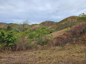 Lot For Sale In Sikatuna Talibon Bohol 25 Hectares Propertyph.net