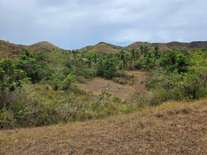 Lot For Sale In Sikatuna Talibon Bohol 25 Hectares Propertyph.net