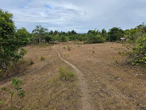 Lot For Sale In Sikatuna Talibon Bohol 25 Hectares Propertyph.net