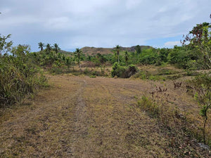 Lot For Sale In Sikatuna Talibon Bohol 25 Hectares Propertyph.net