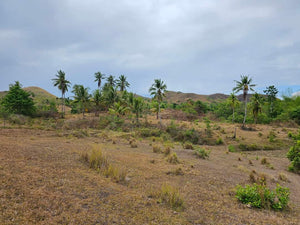 Lot For Sale In Sikatuna Talibon Bohol 25 Hectares Propertyph.net