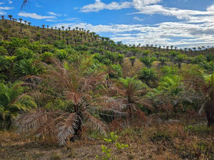 25 Hectares Overlooking Seaview Lot For Sale In Rizal Talibon Bohol Propertyph.net