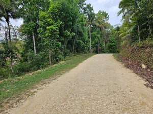 Lot For Sale In Corella Bohol 8,163 Sqm Titled Lot Propertyph.net