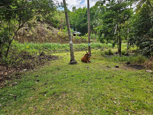 Lot For Sale In Corella Bohol 8,163 Sqm Titled Lot Propertyph.net