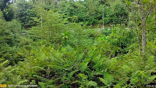 Lot for sale 7,044 sqm clean title Balilihan Bohol near concrete road and Tagbilaran City