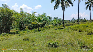 Highway lot for sale 79,000 sqm clean title Tubigon Bohol 250/sqm negotiable