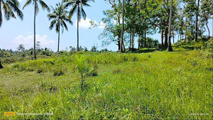 Highway lot for sale 79,000 sqm clean title Tubigon Bohol 250/sqm negotiable