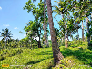 Highway lot for sale 79,000 sqm clean title Tubigon Bohol 250/sqm negotiable