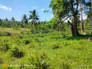 Highway lot for sale 79,000 sqm clean title Tubigon Bohol 250/sqm negotiable