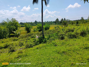 Highway lot for sale 79,000 sqm clean title Tubigon Bohol 250/sqm negotiable