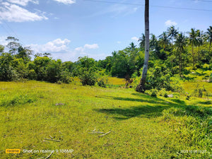 Highway lot for sale 79,000 sqm clean title Tubigon Bohol 250/sqm negotiable