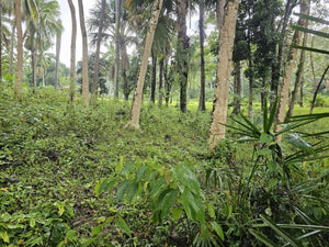 Cebu lot for sale 2 hectares clean title Sirao Cebu City