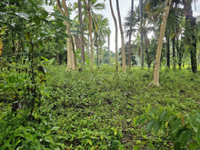 Load image into Gallery viewer, Cebu lot for sale 2 hectares clean title Sirao Cebu City