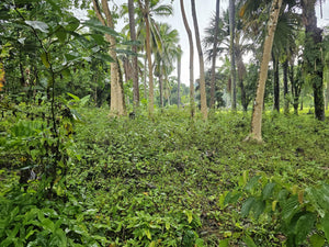 Cebu lot for sale 2 hectares clean title Sirao Cebu City