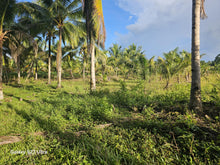 Load image into Gallery viewer, 11,762 sqm lot for sale with coconut trees at Tubigon Bohol