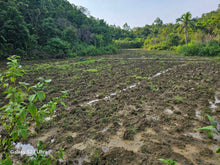 Load image into Gallery viewer, 16 has w/ ricefield &amp; coconut at Balilihan Bohol 100/sqm negotiable