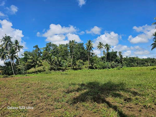 2 has with ricefield, mahogany and coconut trees at Balilihan Bohol