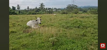 Load image into Gallery viewer, 🌴 LOT FOR SALE – Barili, Cebu, Philippines 🇵🇭