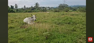 🌴 LOT FOR SALE – Barili, Cebu, Philippines 🇵🇭
