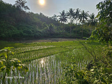 Load image into Gallery viewer, 16 has w/ ricefield &amp; coconut at Balilihan Bohol 100/sqm negotiable