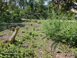 800 sqm residential lot for sale at Talibon Bohol 600k