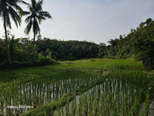 Load image into Gallery viewer, 16 has w/ ricefield &amp; coconut at Balilihan Bohol 100/sqm negotiable