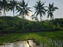 Load image into Gallery viewer, 16 has w/ ricefield &amp; coconut at Balilihan Bohol 100/sqm negotiable