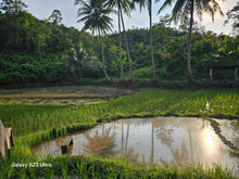 Load image into Gallery viewer, 16 has w/ ricefield &amp; coconut at Balilihan Bohol 100/sqm negotiable