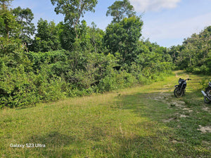 16 has w/ ricefield & coconut at Balilihan Bohol 100/sqm negotiable