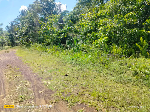 Lot for sale 33,000 sqm Balilihan Bohol 100/sqm