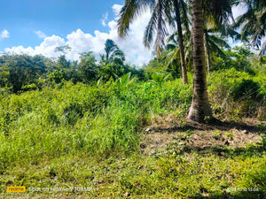 Lot for sale 33,000 sqm Balilihan Bohol 100/sqm