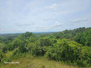 53 has lot for sale highway at Buenavista Bohol Philippines