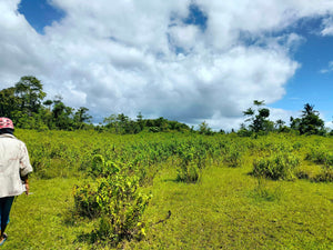 Lot for sale 27,000 sqm Carmen Bohol Philippines 2m negotiable