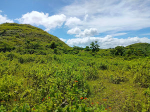 Lot for sale 27,000 sqm Carmen Bohol Philippines 2m negotiable