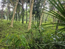 Load image into Gallery viewer, Cebu lot for sale 2 hectares clean title Sirao Cebu City