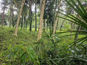 Cebu lot for sale 2 hectares clean title Sirao Cebu City