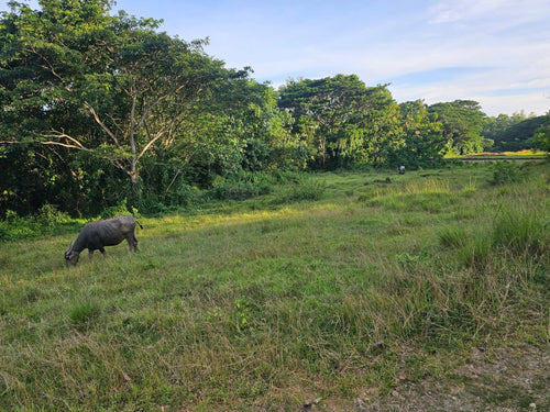 Bohol lot for sale 49,316 sqm clean title along river Dagohoy Bohol 60/sqm