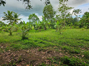 Bohol lot for sale with irrigated ricefield in Dagohoy near Highway