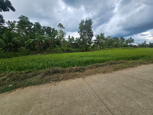 Bohol lot for sale with irrigated ricefield in Dagohoy near Highway