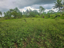 Load image into Gallery viewer, Bohol lot for sale with irrigated ricefield in Dagohoy near Highway