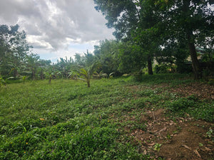 Bohol lot for sale with irrigated ricefield in Dagohoy near Highway