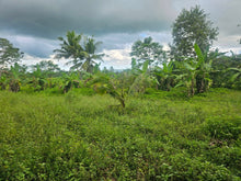 Load image into Gallery viewer, Bohol lot for sale with irrigated ricefield in Dagohoy near Highway