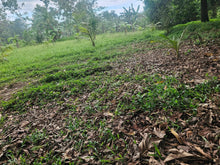 Load image into Gallery viewer, Bohol lot for sale with irrigated ricefield in Dagohoy near Highway