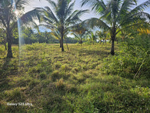 Load image into Gallery viewer, 11,762 sqm lot for sale with coconut trees at Tubigon Bohol