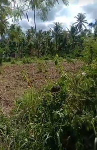 Lot for sale 62,318 sqm clean title Dumanjug Cebu 250/sqm net