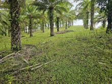 Load image into Gallery viewer, 1.7 Hectare Lot for Sale – El Progreso, Carmen, Bohol
