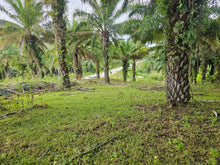 Load image into Gallery viewer, 1.7 Hectare Lot for Sale – El Progreso, Carmen, Bohol