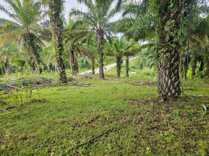 1.7 Hectare Lot for Sale – El Progreso, Carmen, Bohol